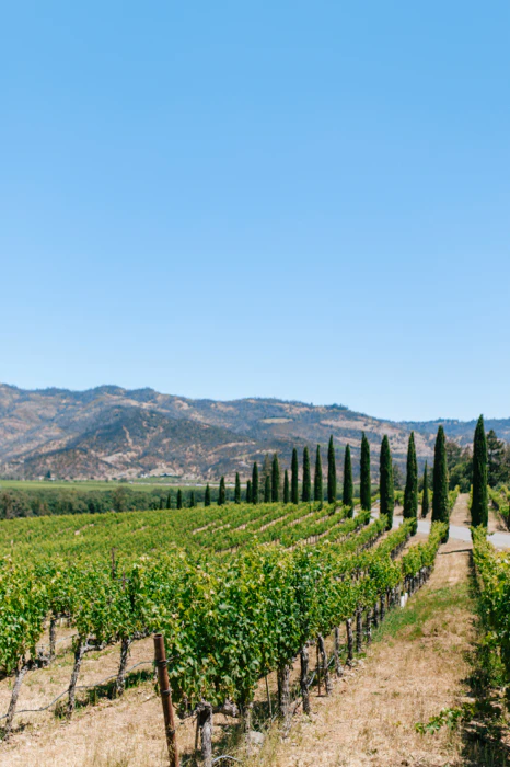 Napa Valley wine region